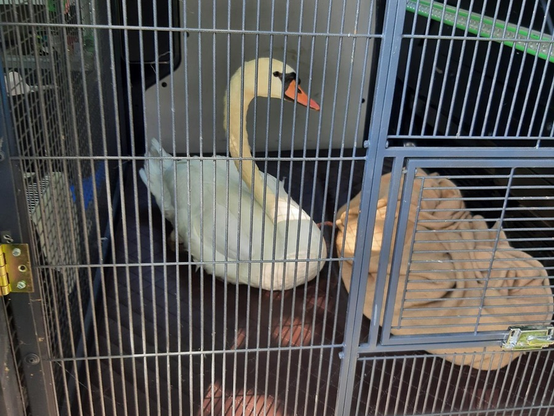 BPOL-KL: Bundespolizei rettet erneut einen Schwan in Not - Foto: presseportal.de