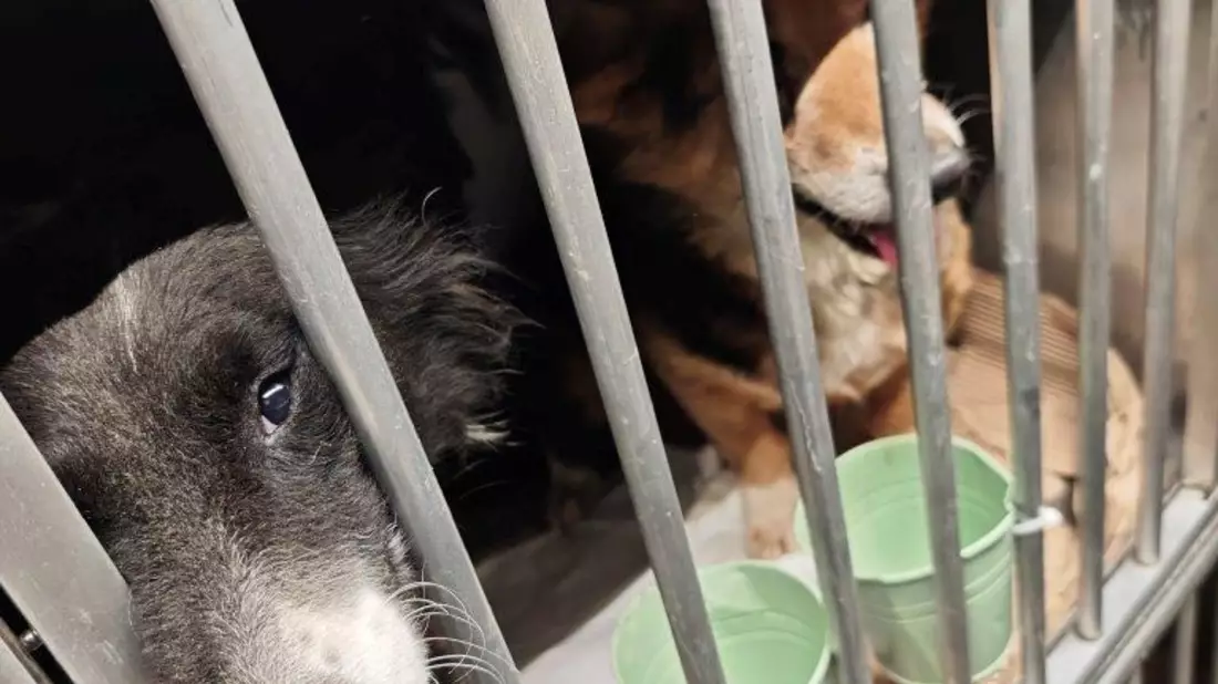 HZA-A: Zoll stoppt Hundetransport - Bild: presseportal.de