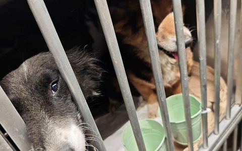 HZA-A: Zoll stoppt Hundetransport - Foto: presseportal.de