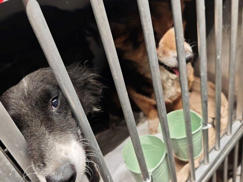 HZA-A: Zoll stoppt Hundetransport - Foto: presseportal.de