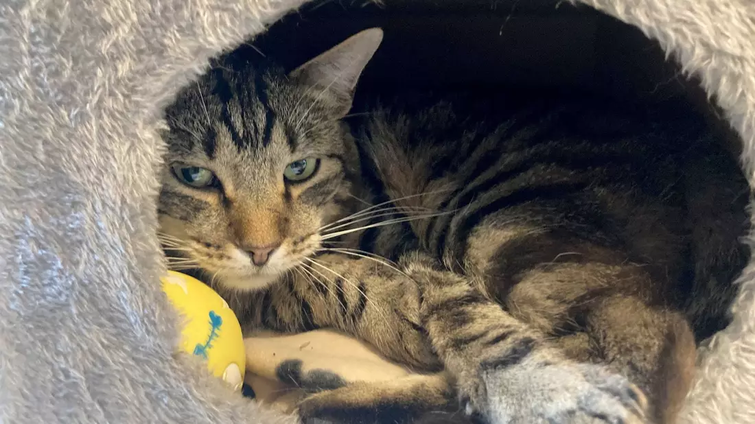 Kater Ben im Tierheim «Katzenparadies» Neustrelitz. - Bild: Ulrike von Leszczynski/dpa