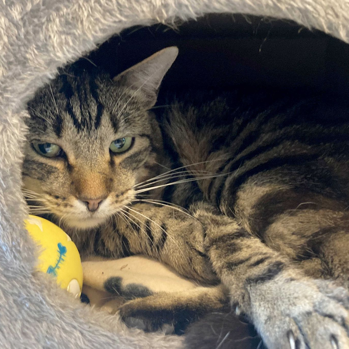 Kater Ben im Tierheim «Katzenparadies» Neustrelitz. - Foto: Ulrike von Leszczynski/dpa