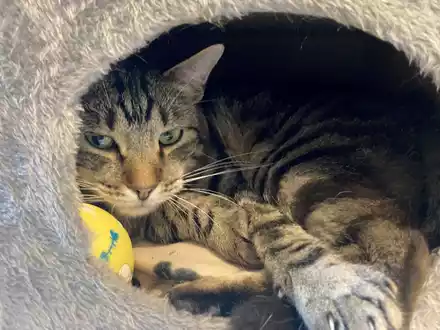 Kater Ben im Tierheim «Katzenparadies» Neustrelitz. - Foto: Ulrike von Leszczynski/dpa