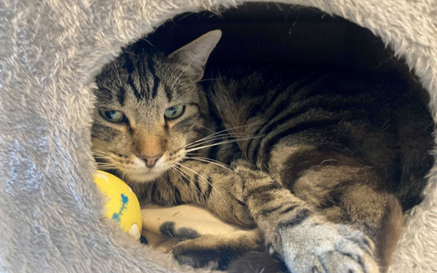 Kater Ben im Tierheim «Katzenparadies» Neustrelitz. - Foto: Ulrike von Leszczynski/dpa