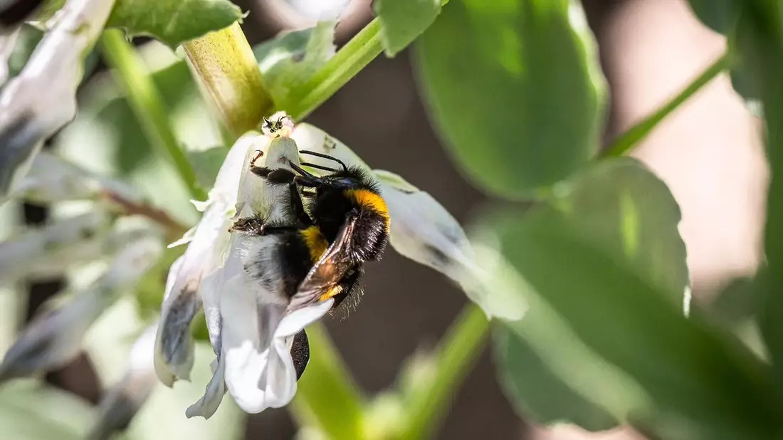 Wenn Pflanzen mit Bakterien kooperieren / Wie Hülsenfrüchte Boden und Ernährung stärken - Bild: presseportal.de