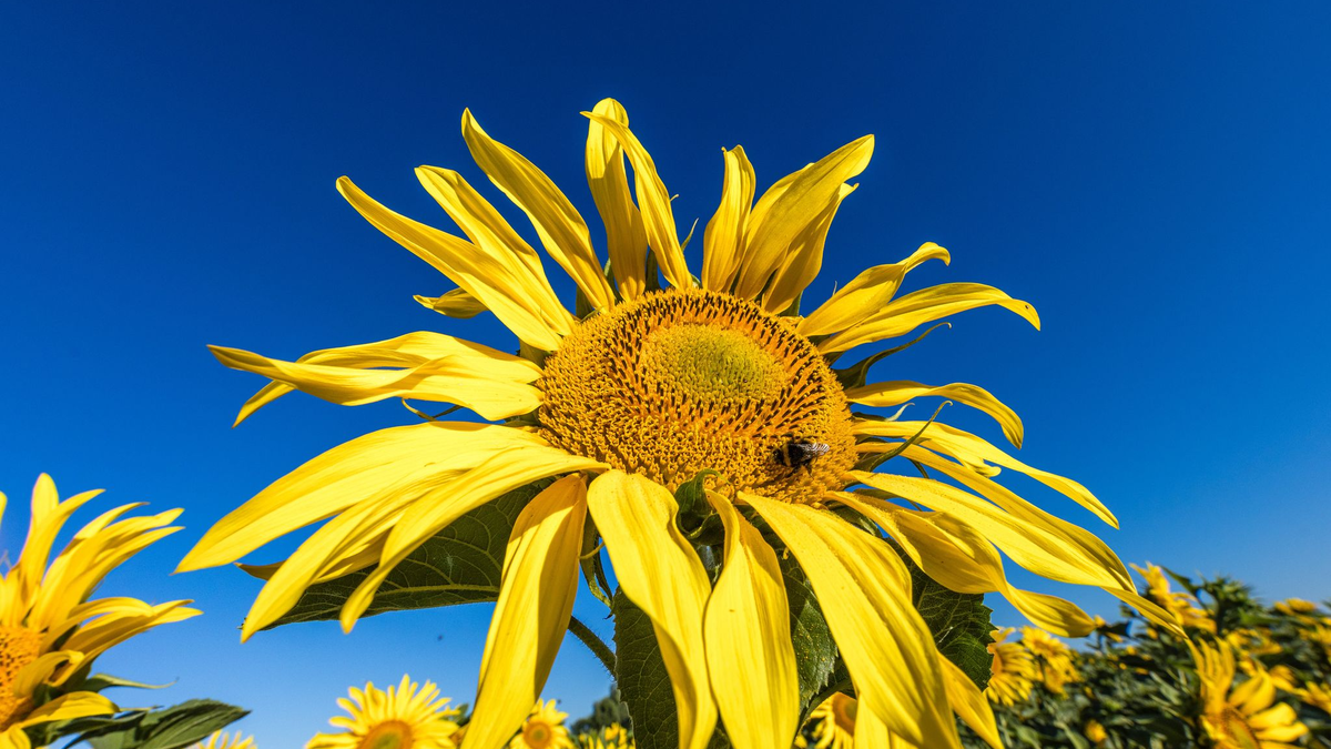 Die Sonne zeigt sich in den kommenden Tagen viel über Deutschland. (Archivbild) - Foto: Frank Hammerschmidt/dpa
