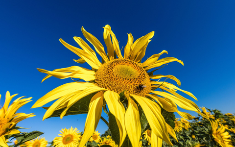 Die Sonne zeigt sich in den kommenden Tagen viel über Deutschland. (Archivbild) - Foto: Frank Hammerschmidt/dpa Die Sonne zeigt sich in den kommenden Tagen viel über Deutschland. (Archivbild) - Foto: Frank Hammerschmidt/dpa
