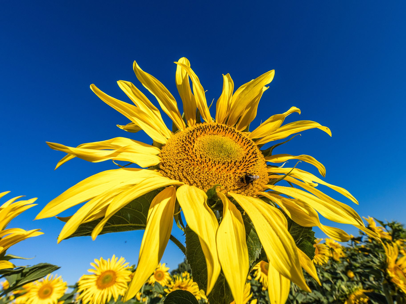 Die Sonne zeigt sich in den kommenden Tagen viel über Deutschland. (Archivbild) - Foto: Frank Hammerschmidt/dpa