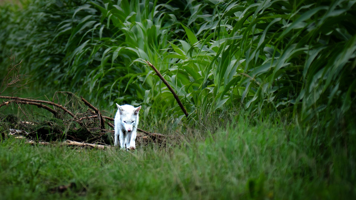 Leuzismus kann bei vielen Wildtieren auftreten, ist aber bei Rotfüchsen selten. - Foto: Dominik Reigl/LBV/dpa