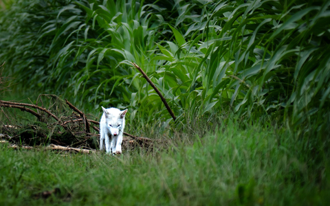 Leuzismus kann bei vielen Wildtieren auftreten, ist aber bei Rotfüchsen selten. - Foto: Dominik Reigl/LBV/dpa