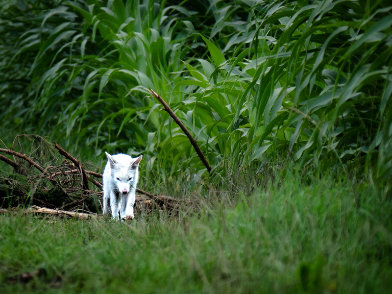 Leuzismus kann bei vielen Wildtieren auftreten, ist aber bei Rotfüchsen selten. - Foto: Dominik Reigl/LBV/dpa