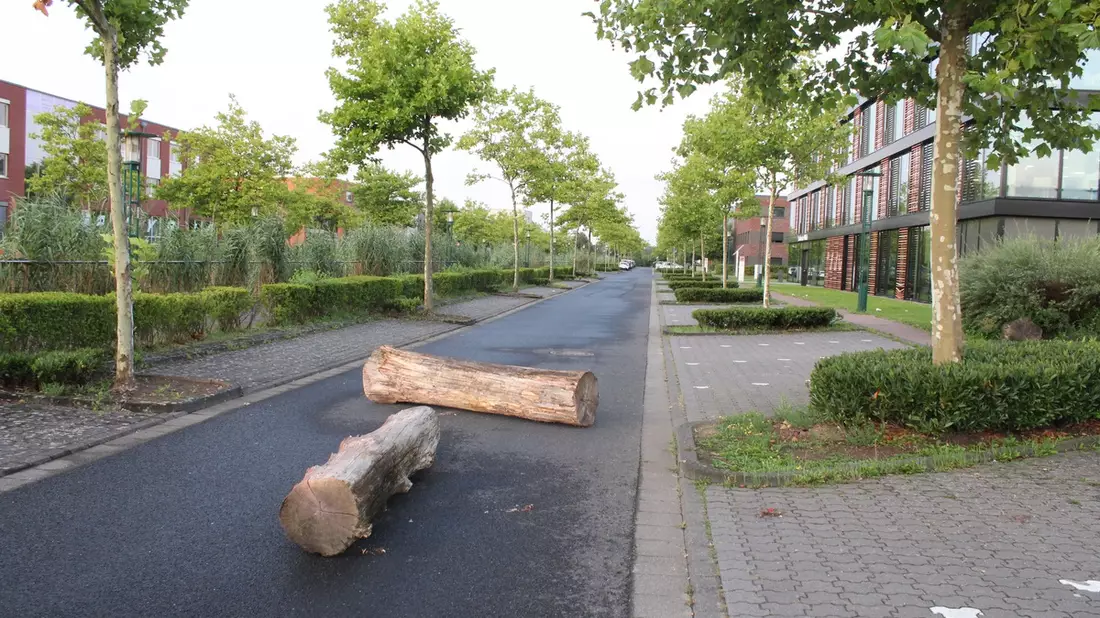 POL-VIE: Unbekannte legen Baumstämme auf Straße - Bild: presseportal.de