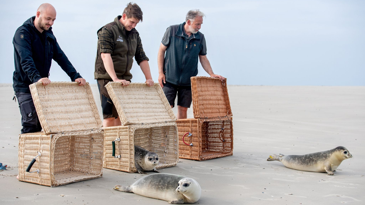 Nachdem die Transportkörbe auf Juist vorsichtig geöffnet und Richtung Wasser gekippt wurden, beschnuppern die Seehundjungen zunächst ihre neue Freiheit. - Foto: Hauke-Christian Dittrich/dpa