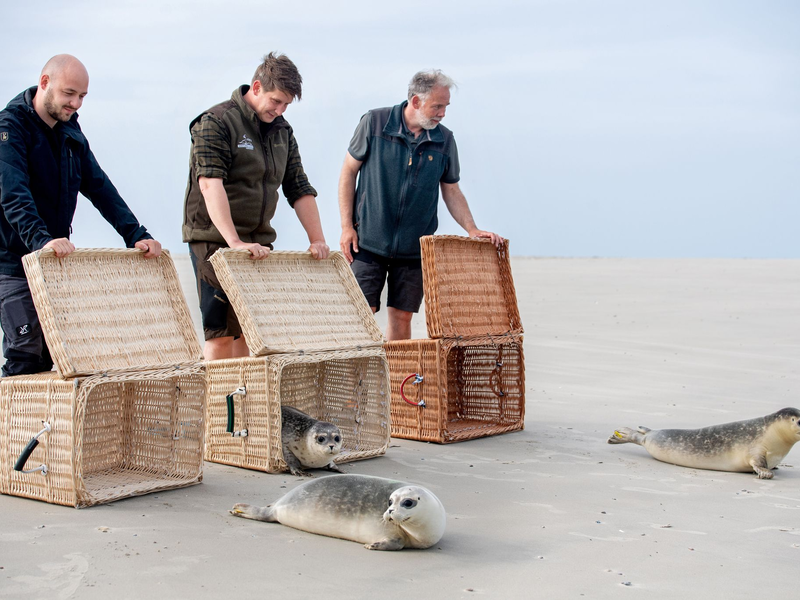 Nachdem die Transportkörbe auf Juist vorsichtig geöffnet und Richtung Wasser gekippt wurden, beschnuppern die Seehundjungen zunächst ihre neue Freiheit. - Foto: Hauke-Christian Dittrich/dpa