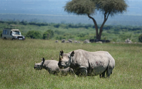 Die positiven Entwicklungen im Tierschutz sind sehr fragil, warnt die Internationale Union fĂŒr Naturschutz. (Archivbild) - Foto: Eva-Maria Krafczyk/dpa Die positiven Entwicklungen im Tierschutz sind sehr fragil, warnt die Internationale Union fĂŒr Naturschutz. (Archivbild) - Foto: Eva-Maria Krafczyk/dpa