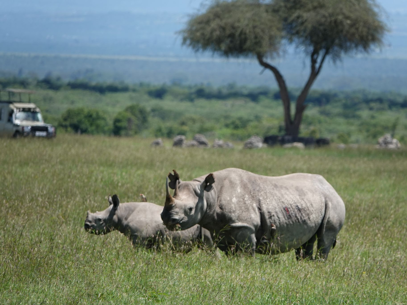 Die positiven Entwicklungen im Tierschutz sind sehr fragil, warnt die Internationale Union für Naturschutz. (Archivbild) - Foto: Eva-Maria Krafczyk/dpa