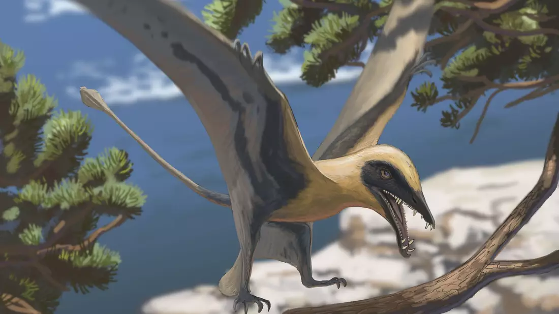 Rekonstruktion des Flugsauriers Eudimorphodon - Bild: Joschua Knüppe/Dinosaurierpark Teufelsschlucht/dpa