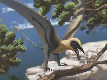 Rekonstruktion des Flugsauriers Eudimorphodon - Foto: Joschua Knüppe/Dinosaurierpark Teufelsschlucht/dpa