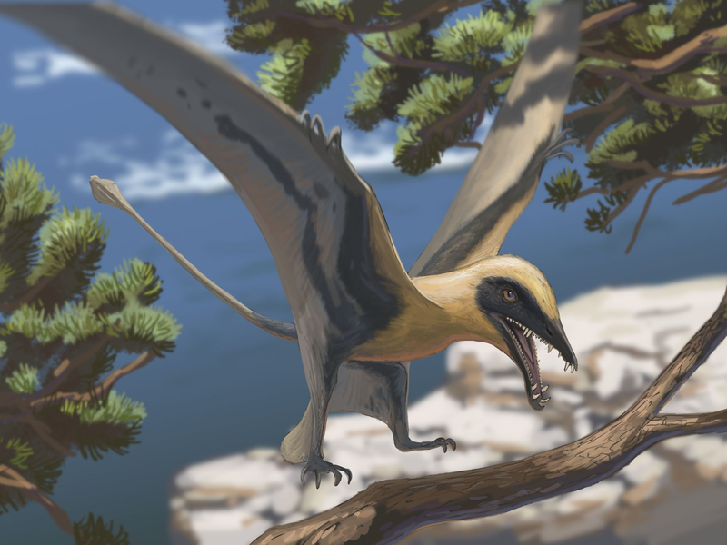 Rekonstruktion des Flugsauriers Eudimorphodon - Foto: Joschua Knüppe/Dinosaurierpark Teufelsschlucht/dpa