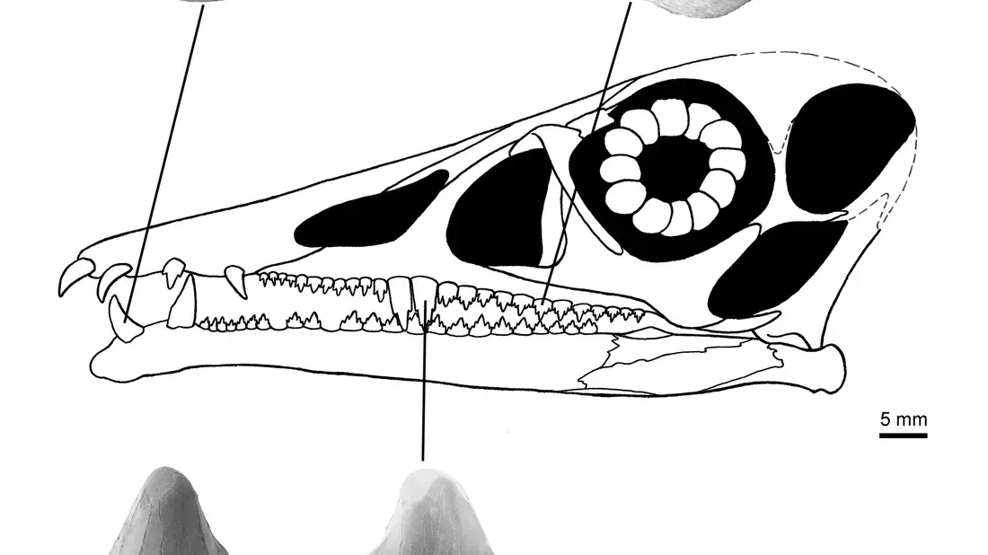 Zähne des Flugsauriers Eudimorphodon - Bild: ---/Dinosaurierpark Teufelsschlucht/dpa