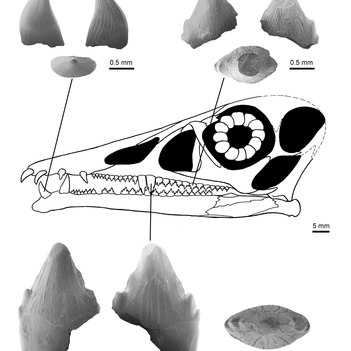 Zähne des Flugsauriers Eudimorphodon - Foto: ---/Dinosaurierpark Teufelsschlucht/dpa