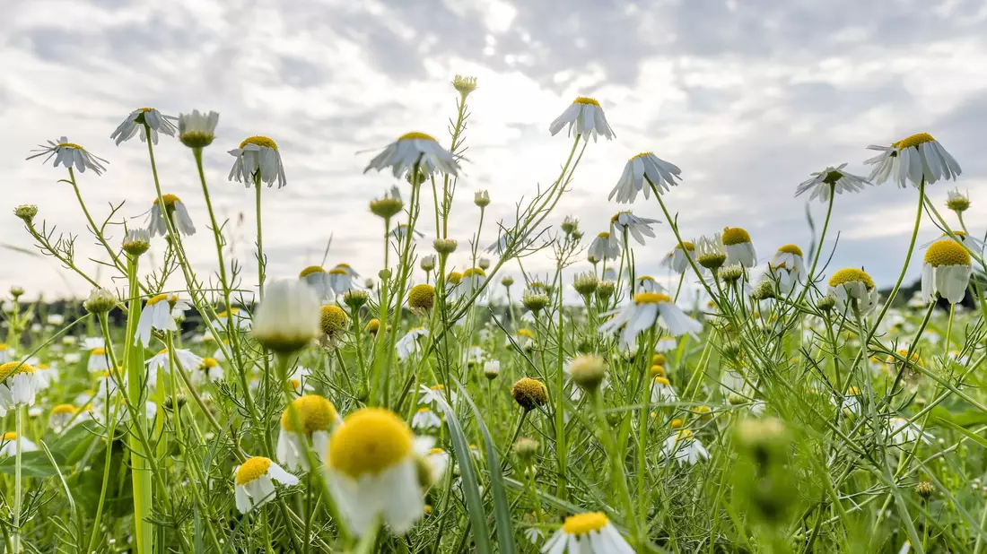Wolken gibt es in den kommenden Tagen zwar immer wieder mal, die Temperaturen steigen dennoch.  - Bild: Frank Hammerschmidt/dpa