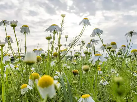 Wolken gibt es in den kommenden Tagen zwar immer wieder mal, die Temperaturen steigen dennoch.  - Foto: Frank Hammerschmidt/dpa