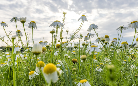 Wolken gibt es in den kommenden Tagen zwar immer wieder mal, die Temperaturen steigen dennoch. - Foto: Frank Hammerschmidt/dpa Wolken gibt es in den kommenden Tagen zwar immer wieder mal, die Temperaturen steigen dennoch. - Foto: Frank Hammerschmidt/dpa