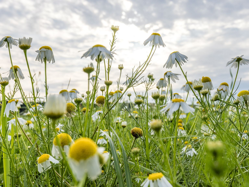 Wolken gibt es in den kommenden Tagen zwar immer wieder mal, die Temperaturen steigen dennoch.  - Foto: Frank Hammerschmidt/dpa