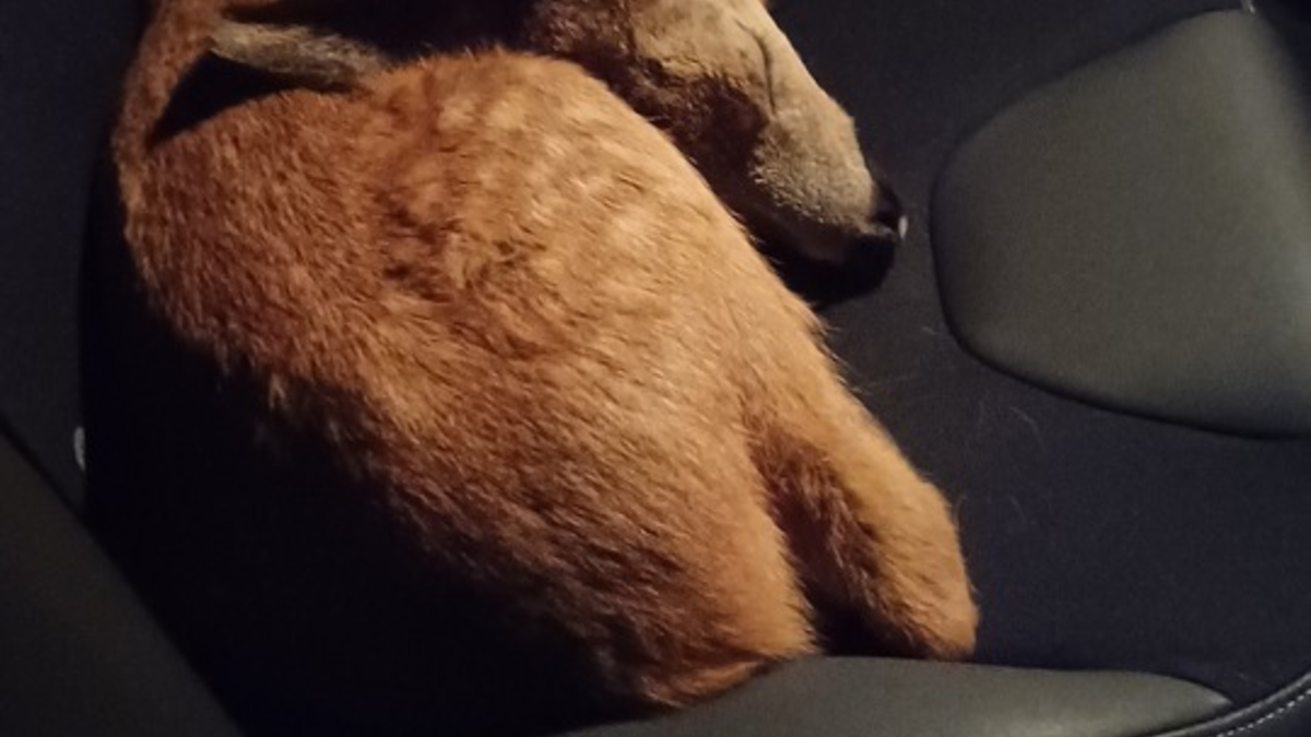 POL-OG: Mittelbaden - Mit guten Nachrichten ins Wochenende - Foto: presseportal.de