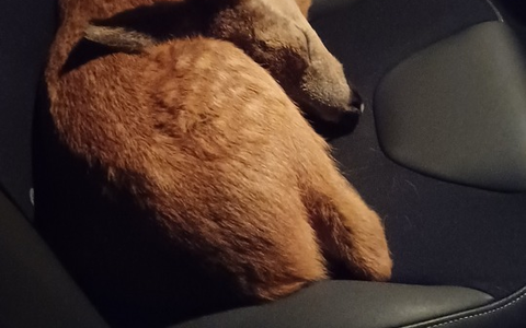 POL-OG: Mittelbaden - Mit guten Nachrichten ins Wochenende - Foto: presseportal.de