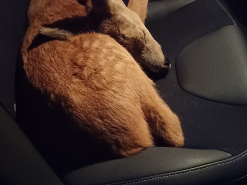 POL-OG: Mittelbaden - Mit guten Nachrichten ins Wochenende - Foto: presseportal.de