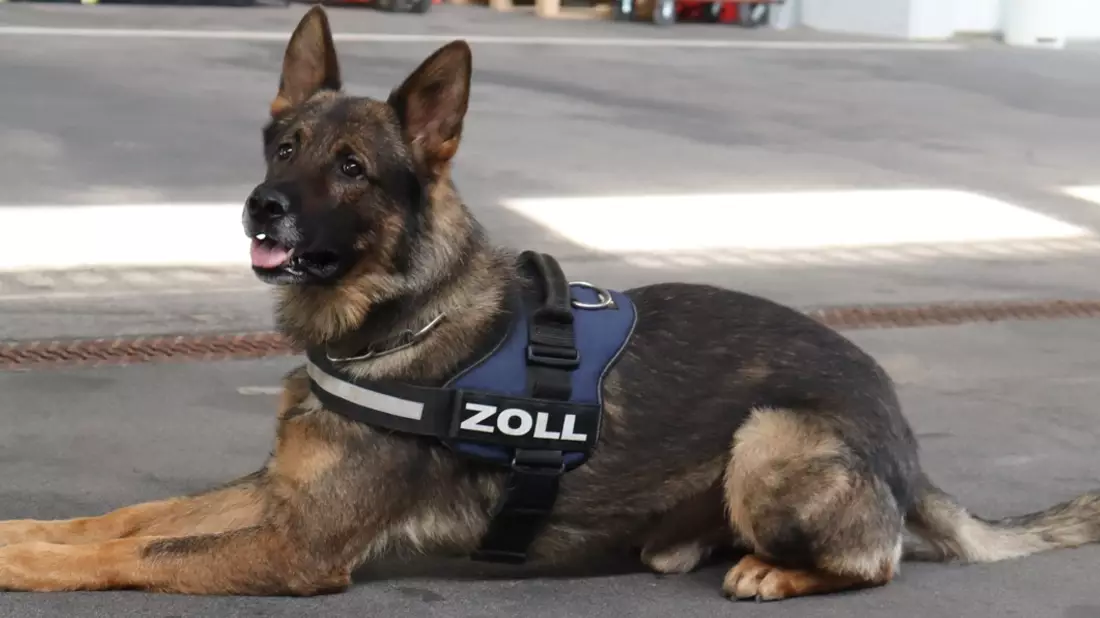 HZA-LÖ: Findiges Duo mit sechs Beinen: Besondere Anerkennung für Zollhundeteam beim Hauptzollamt Lörrach Auszeichnung der Zollhundeschule der Generalzolldirektion - Bild: presseportal.de