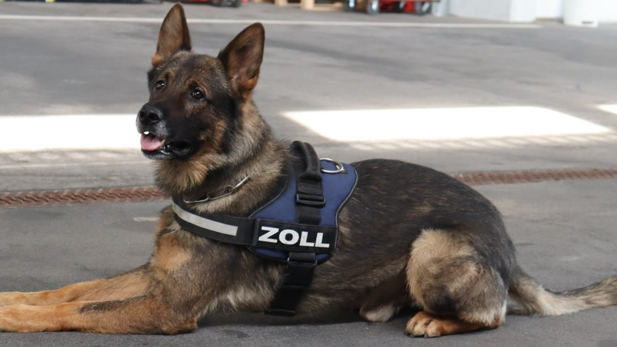 HZA-LÖ: Findiges Duo mit sechs Beinen: Besondere Anerkennung für Zollhundeteam beim Hauptzollamt Lörrach Auszeichnung der Zollhundeschule der Generalzolldirektion - Foto: presseportal.de
