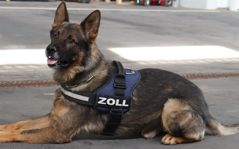 HZA-LÖ: Findiges Duo mit sechs Beinen: Besondere Anerkennung für Zollhundeteam beim Hauptzollamt Lörrach Auszeichnung der Zollhundeschule der Generalzolldirektion - Foto: presseportal.de