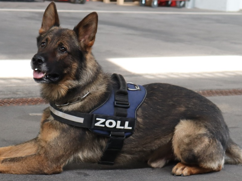 HZA-LÖ: Findiges Duo mit sechs Beinen: Besondere Anerkennung für Zollhundeteam beim Hauptzollamt Lörrach Auszeichnung der Zollhundeschule der Generalzolldirektion - Foto: presseportal.de