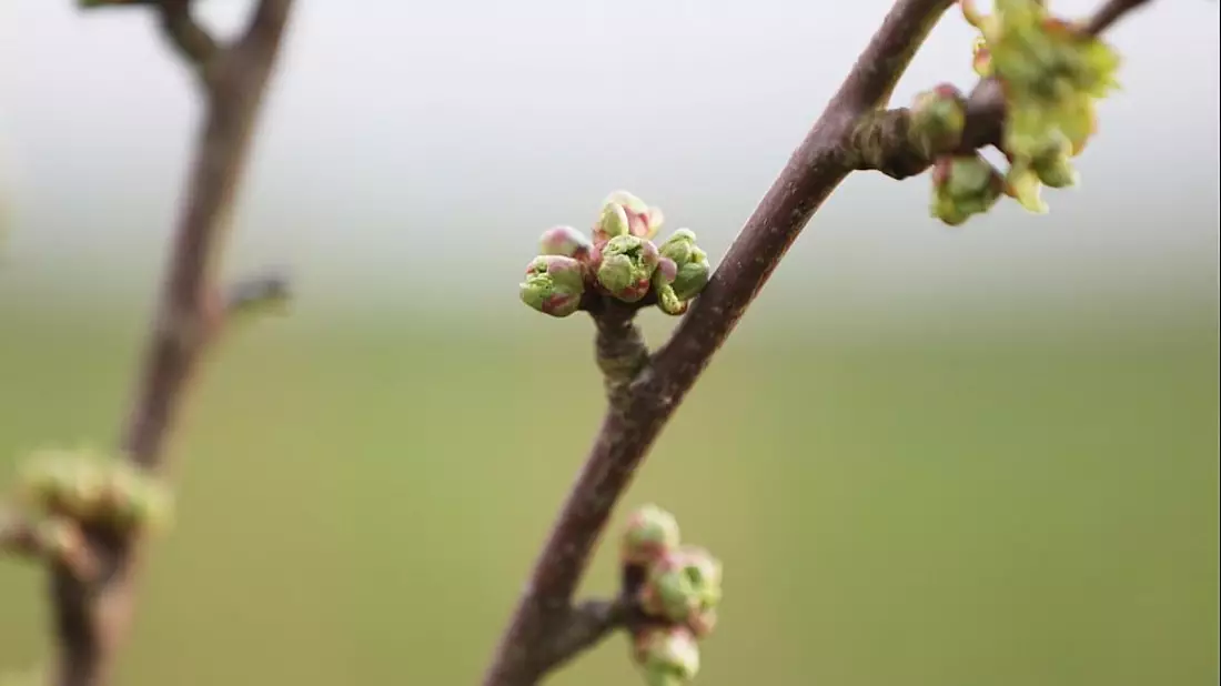 Knospen an einem Kirschbaum (Archiv) - Bild: über dts Nachrichtenagentur