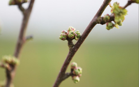 Knospen an einem Kirschbaum (Archiv) - Foto: über dts Nachrichtenagentur