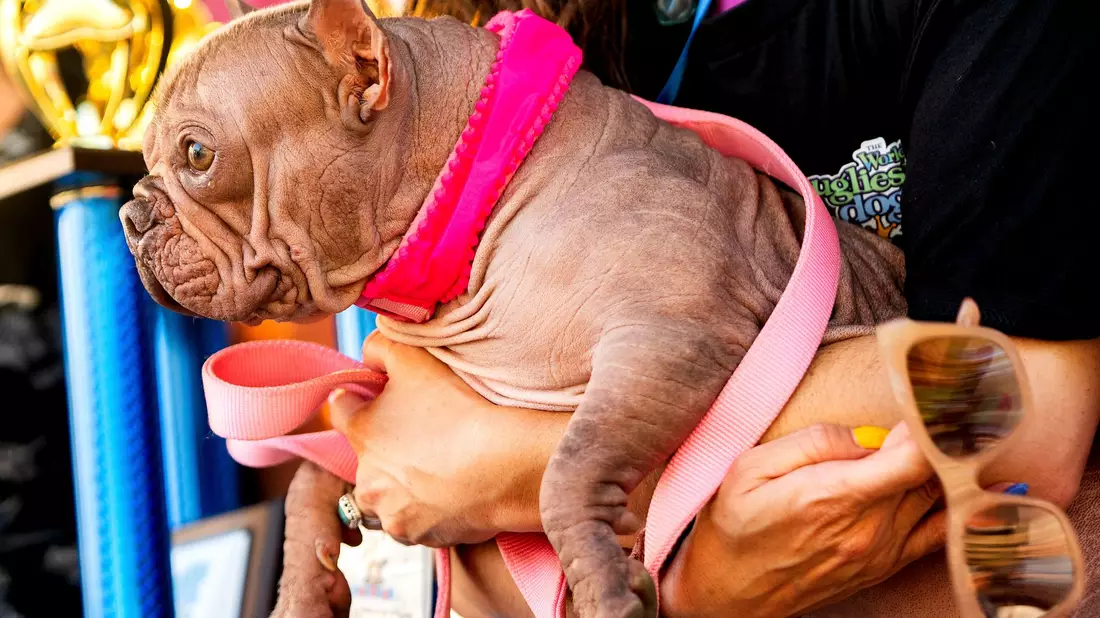 Poppy hatte statt Kuschelfell viel nackte Haut zu bieten. - Bild: Noah Berger/AP/dpa