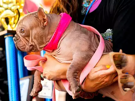 Poppy hatte statt Kuschelfell viel nackte Haut zu bieten. - Foto: Noah Berger/AP/dpa
