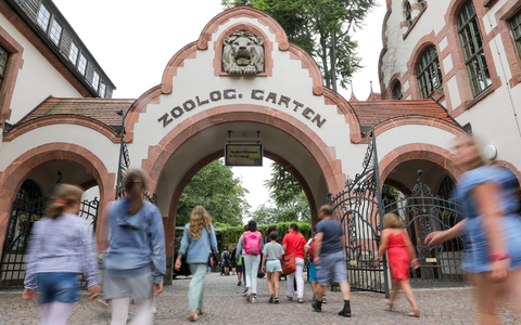 Drei Tigerbabys wurden eingeschläfert. (Symbolbild) - Foto: Jan Woitas/dpa-Zentralbild/dpa