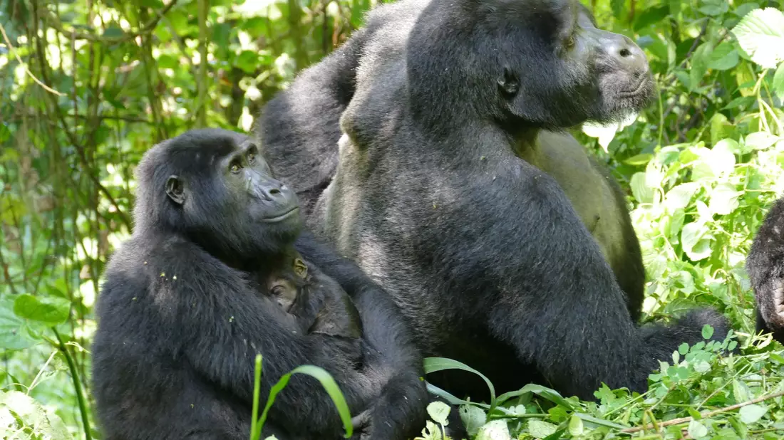 Weibliche Berggorillas können ganz schön alt werden - wie hier im Bwindi Impenetrable Nationalpark. (Archivbild) - Bild: Martha Robbins/EurekAlert/dpa