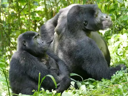 Auch Gorilla-Weibchen können – trotz des extremen Größen- und Kraftunterschieds – Konflikte für sich entscheiden.  - Foto: Martha Robbins/EurekAlert/dpa