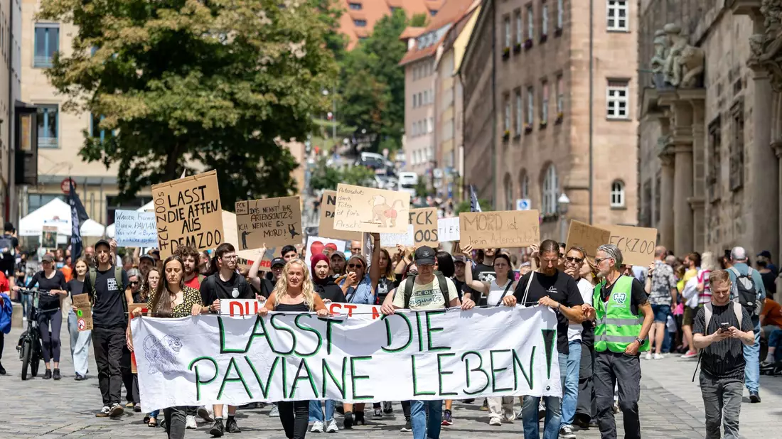 Die Tötung von Pavianen in Nürnberg hat scharfe Proteste hervorgerufen. (Archivbild)  - Bild: Daniel Karmann/dpa