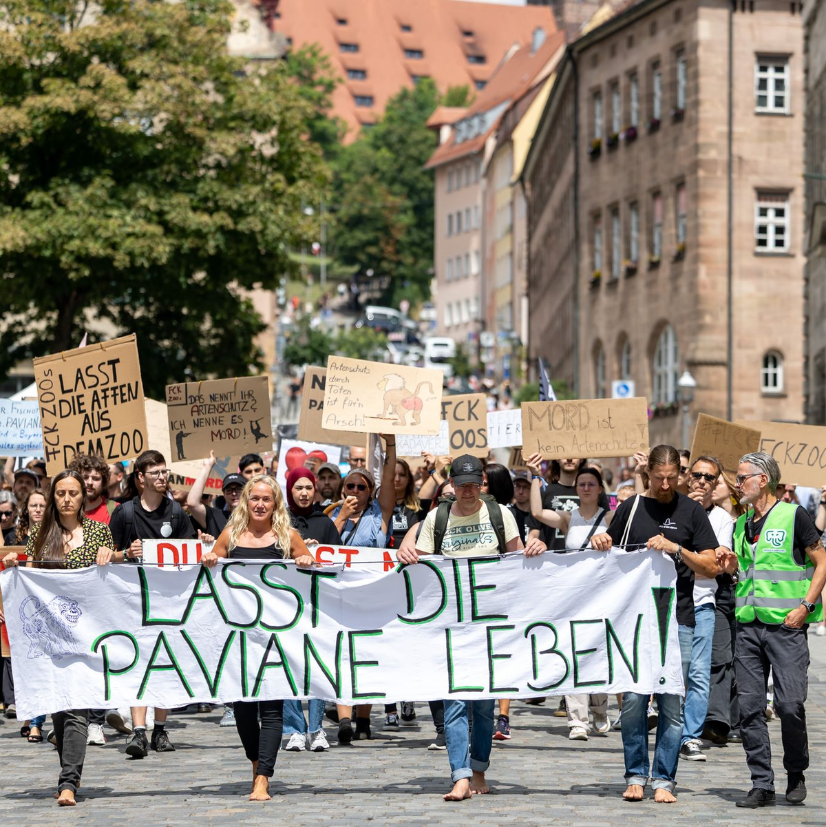 Die Tötung von Pavianen in Nürnberg hat scharfe Proteste hervorgerufen. (Archivbild)  - Foto: Daniel Karmann/dpa