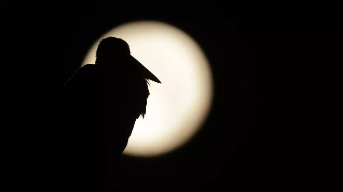 Am Sonntag war Vollmond - sein Licht wird es noch in den nächsten Tagen erschweren, Perseiden zu entdecken. (Archivbild)  - Bild: Thomas Warnack/dpa