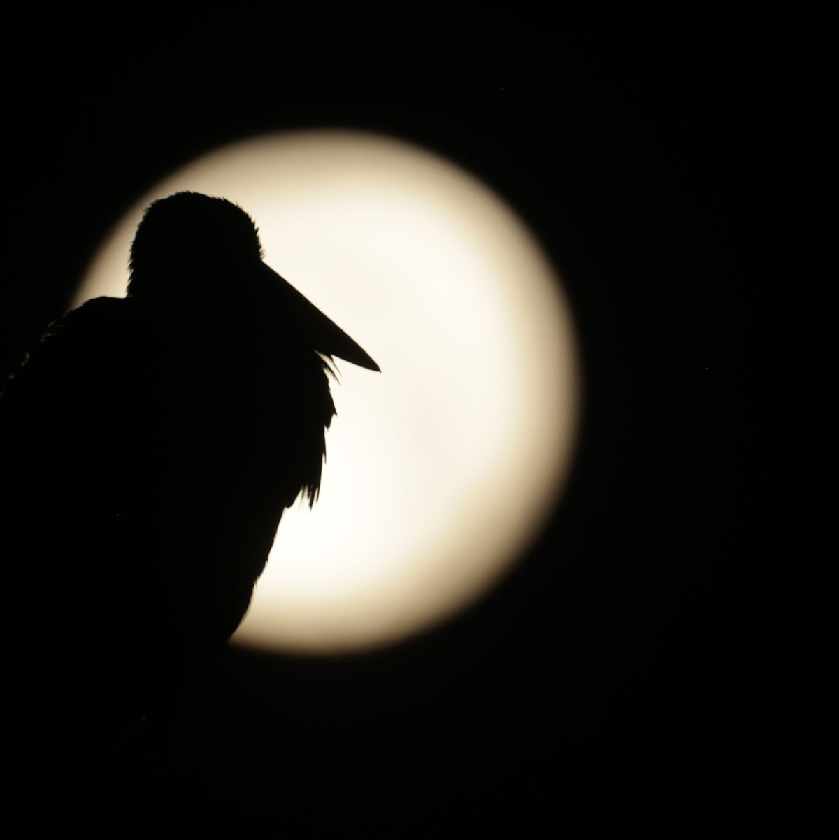 Am Sonntag war Vollmond - sein Licht wird es noch in den nächsten Tagen erschweren, Perseiden zu entdecken. (Archivbild)  - Foto: Thomas Warnack/dpa
