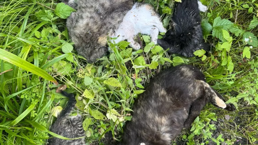 POL-HST: Tote Katzen gefunden - Polizei sucht Zeugen - Bild: presseportal.de