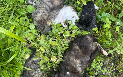 POL-HST: Tote Katzen gefunden - Polizei sucht Zeugen - Foto: presseportal.de