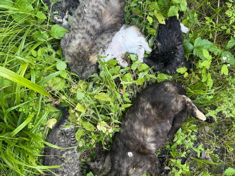 POL-HST: Tote Katzen gefunden - Polizei sucht Zeugen - Foto: presseportal.de